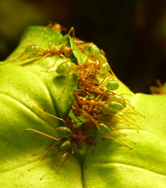Oecophylla smaragdina